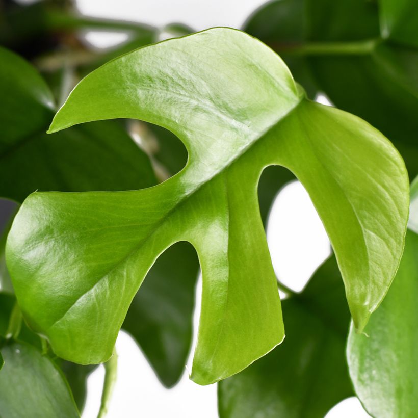 Philodendron Minima - Monstera minima (Laub)