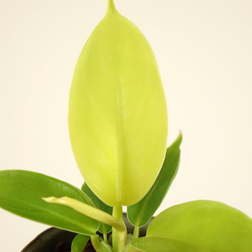 Philodendron Moonlight (Laub)