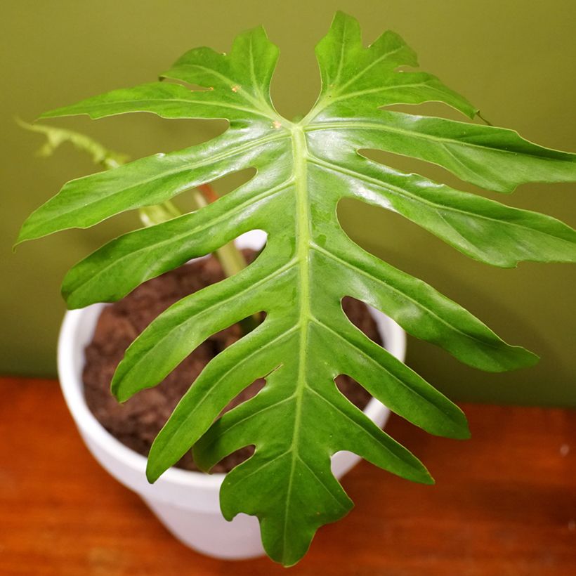 Philodendron radiatum (Laub)
