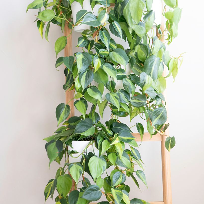Philodendron scandens Brasil - Kletternder Philodendron (Hafen)