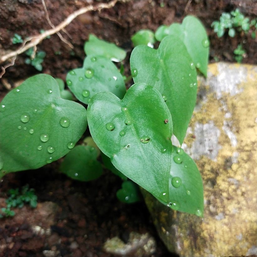 Philodendron scandens - Kletternder Philodendron (Laub)