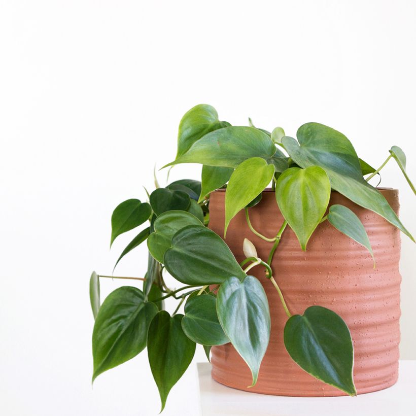 Philodendron scandens - Kletternder Philodendron (Hafen)