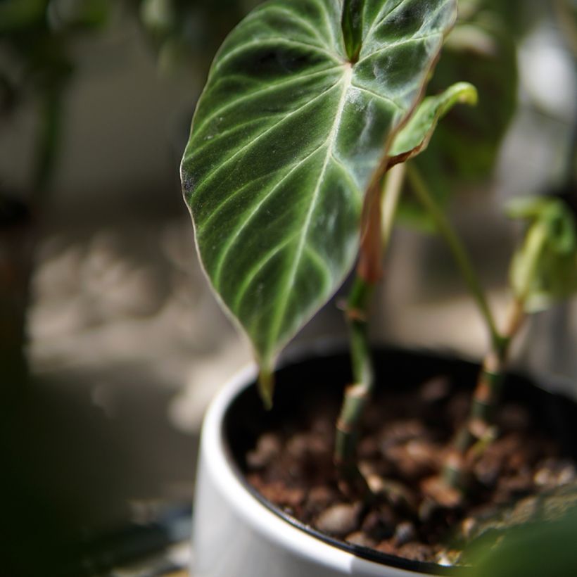Philodendron verrucosum (Laub)