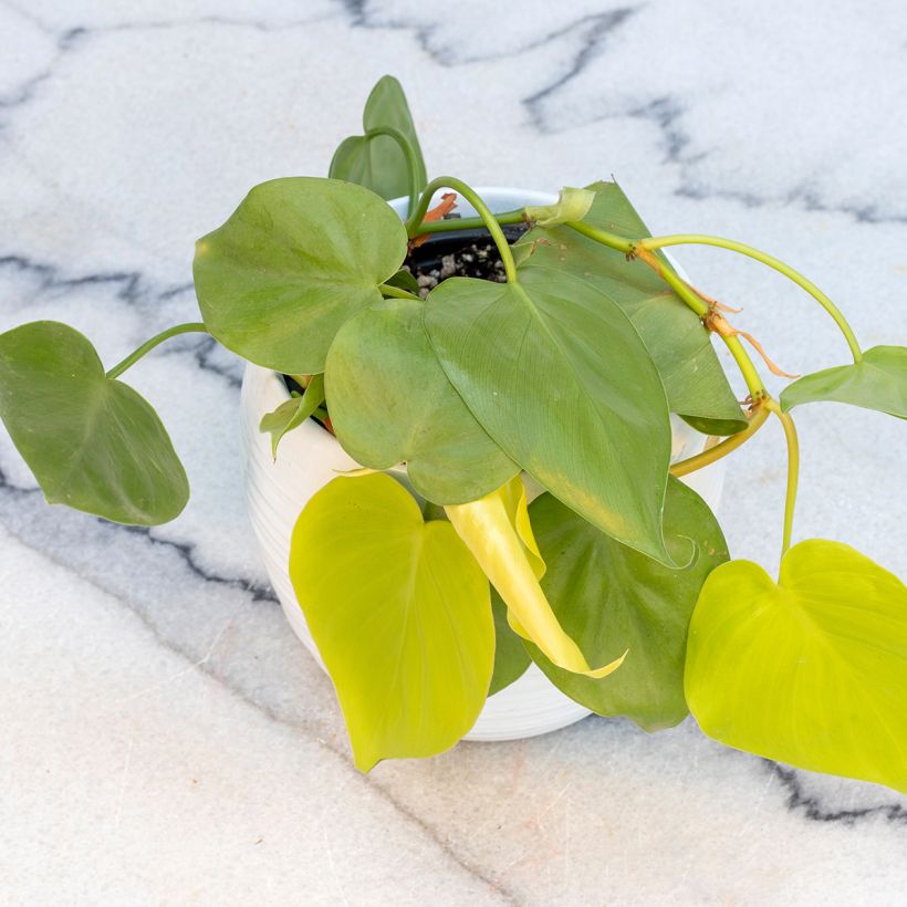 Philodendron Neon (Hafen)