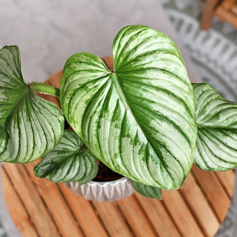 Philodendron mamei (Laub)
