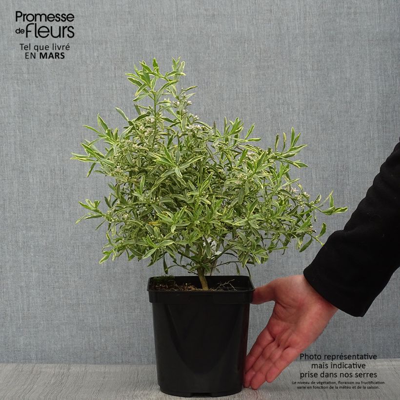 Exemplar von Eriostemon myoporoides Gold Touch - Langblättrige Wachsblume Topf mit 3L/4L wie im Frühjahr geliefert