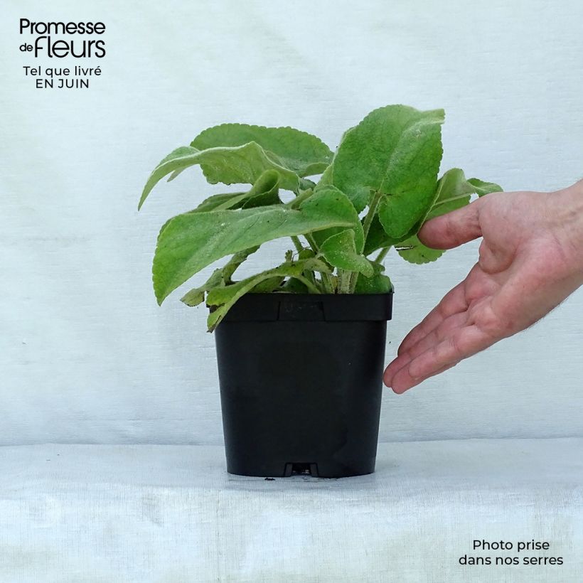 Exemplar von Phlomis russeliana - Syrisches Brandkraut Topf mit 2L/3L wie im Sommer geliefert