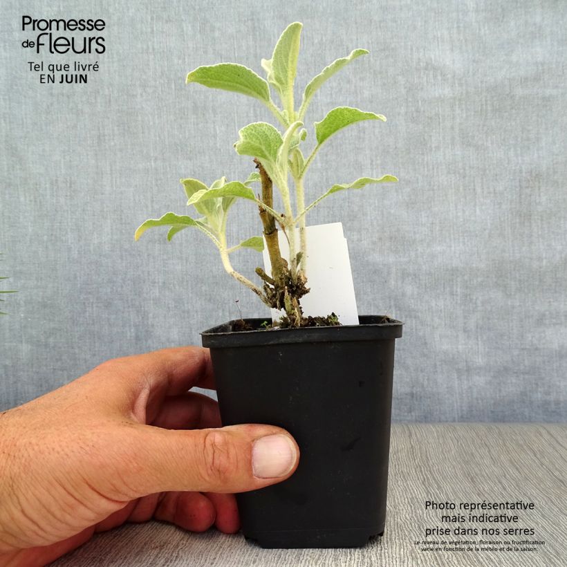 Exemplar von Phlomis fruticosa - Strauchiges Brandkraut Kleine Töpfe von 8/9 cm wie im Sommer geliefert