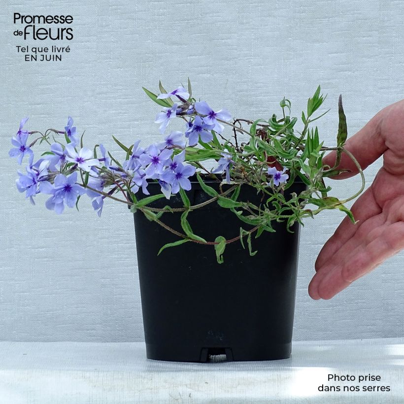 Exemplar von Wald-Phlox Chattahoochee - Phlox divaricata Topf mit 2L/3L wie im Sommer geliefert