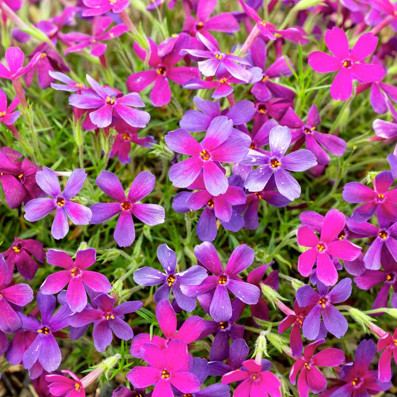 Polsterphlox Crackerjack - Phlox douglasii (Blüte)