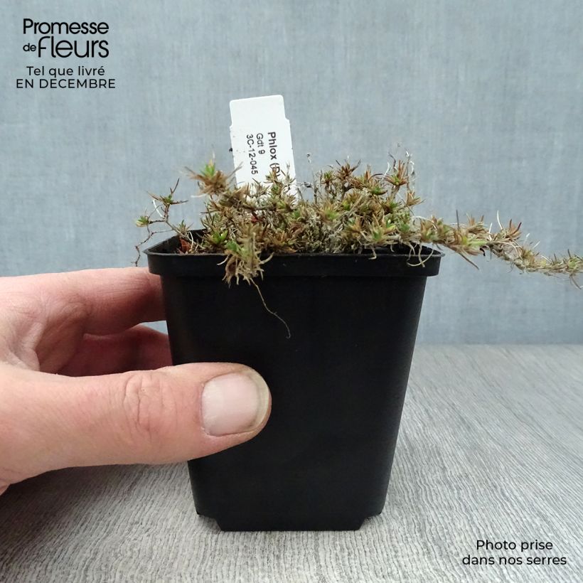 Exemplar von Polsterphlox Waterloo - Phlox douglasii Kleine Töpfe von 8/9 cm wie im Winter geliefert