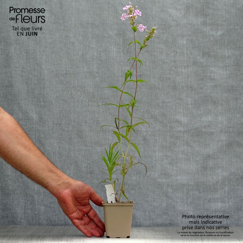 Exemplar von Gefleckter Phlox Natasha - Phlox maculata Kleine Töpfe von 8/9 cm wie im Sommer geliefert