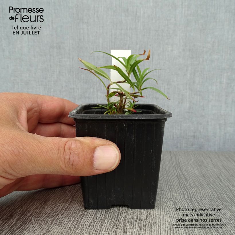 Exemplar von Gefleckter Phlox Omega - Phlox maculata Kleine Töpfe von 8/9 cm wie im Sommer geliefert