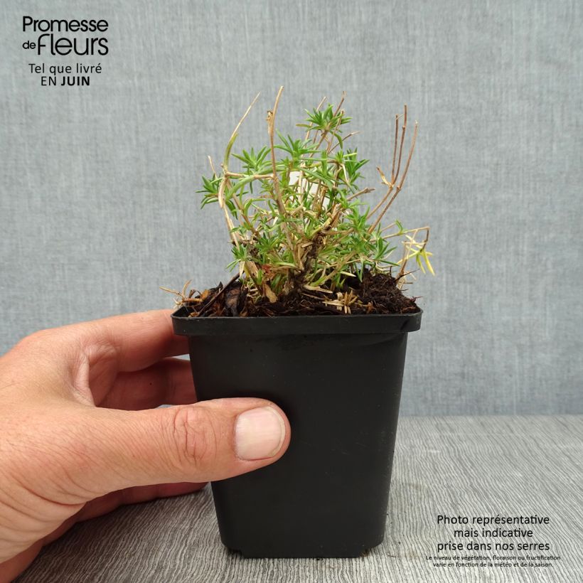 Exemplar von Pfriemenförmiger Phlox Candy Stripes - Phlox subulata Kleine Töpfe von 8/9 cm wie im Sommer geliefert