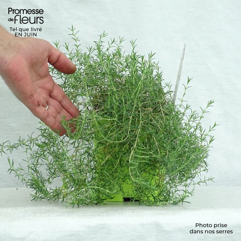 Exemplar von Pfriemenförmiger Phlox Candy Stripes - Phlox subulata Topf mit 1,5L/2L wie im Sommer geliefert