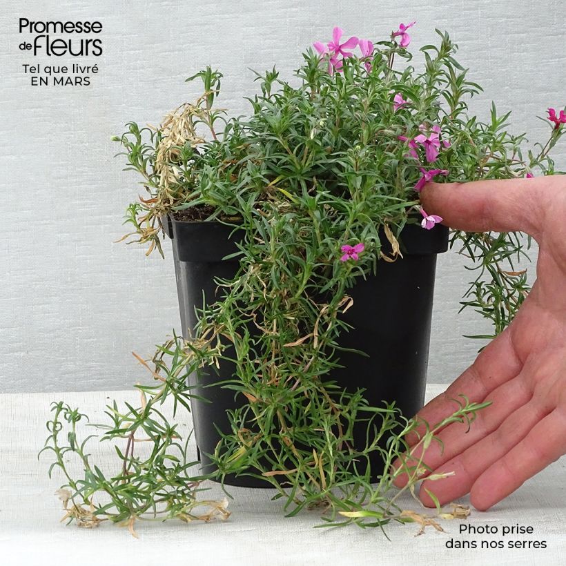 Exemplar von Pfriemenförmiger Phlox Scarlet Flame - Phlox subulata Topf mit 2L/3L wie im Frühjahr geliefert