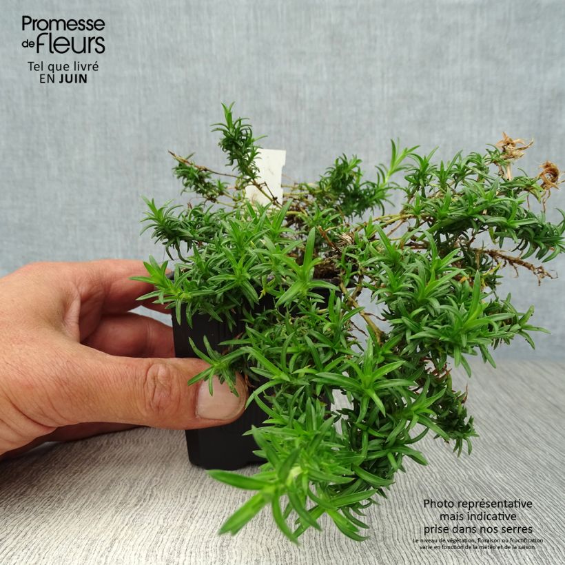 Exemplar von Pfriemenförmiger Phlox White Delight - Phlox subulata Kleine Töpfe von 8/9 cm wie im Sommer geliefert