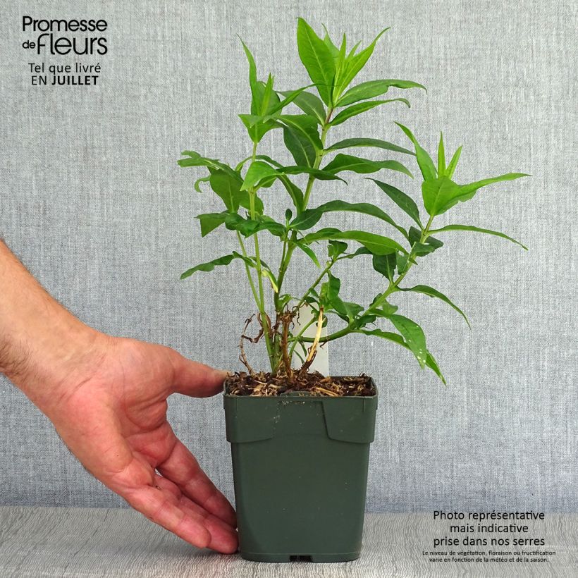 Exemplar von Hohe Flammenblume Bambini Candy Crush - Phlox paniculata Topf 10 cm/11cm wie im Sommer geliefert