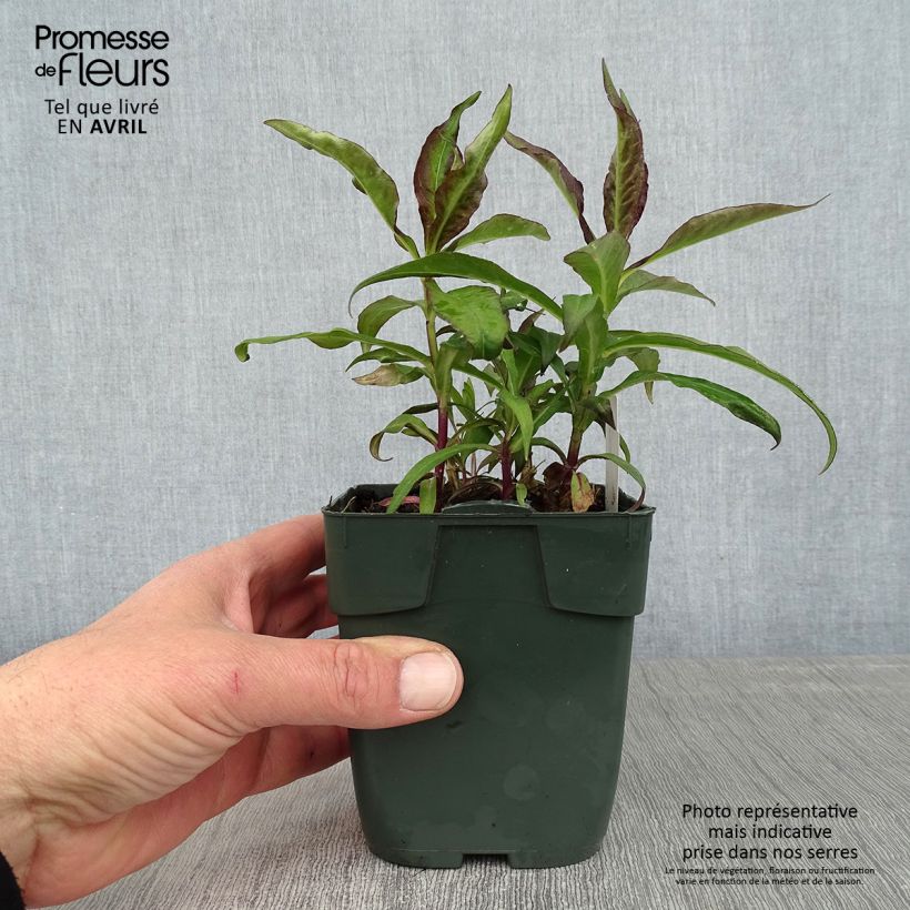 Exemplar von Hohe Flammenblume Bambini Desire - Phlox paniculata Kleine Töpfe von 8/9 cm wie im Frühjahr geliefert