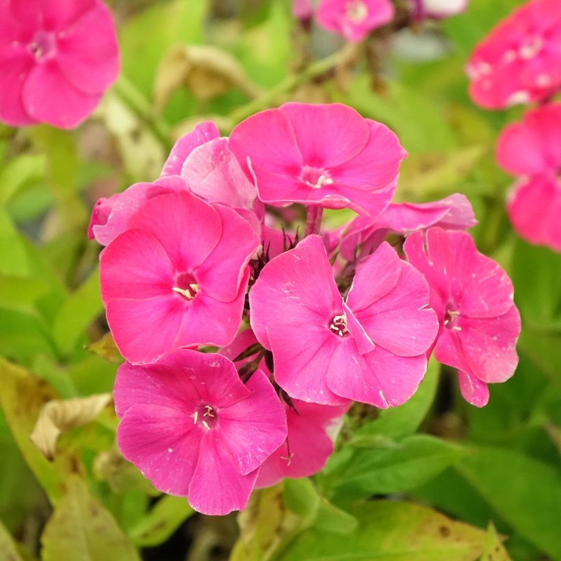 Hohe Flammenblume Bambini Primadonna - Phlox paniculata (Blüte)