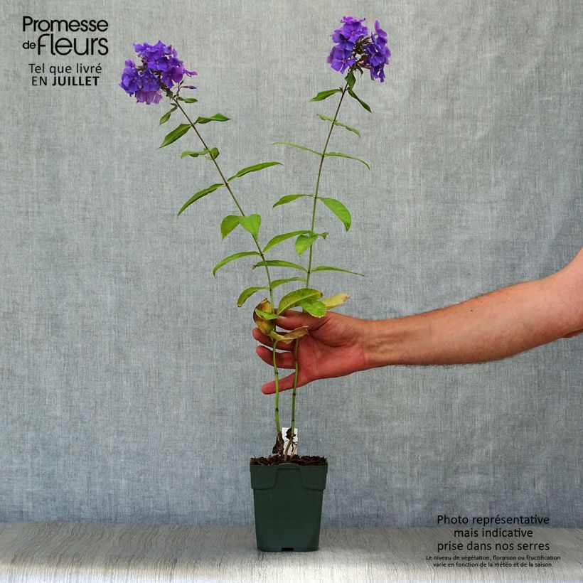 Exemplar von Hohe Flammenblume Blue Paradise - Phlox paniculata Kleine Töpfe von 8/9 cm wie im Sommer geliefert