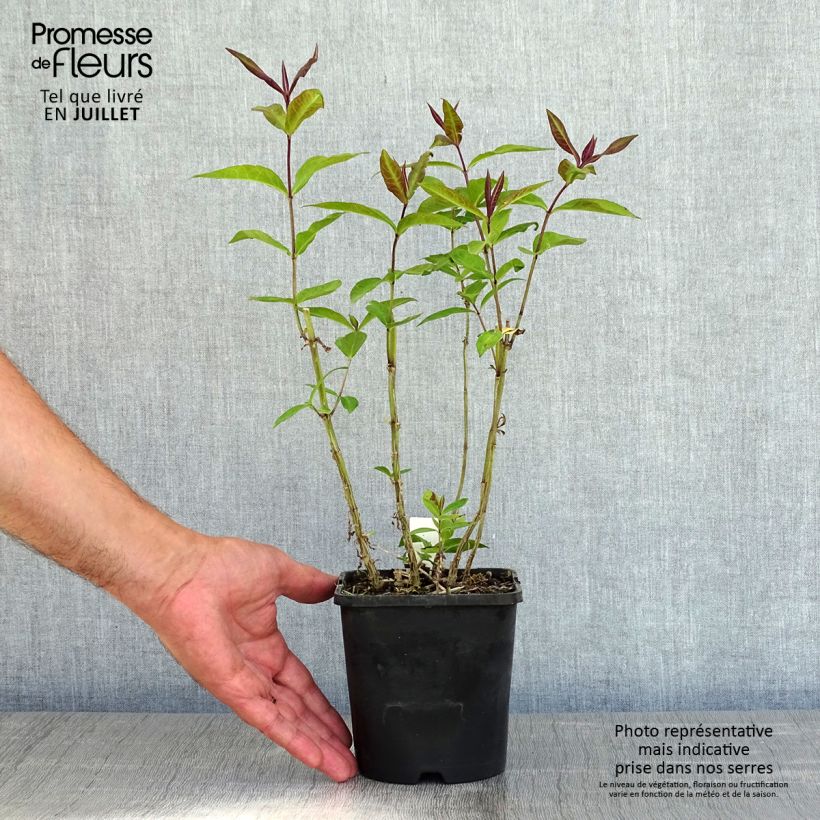 Exemplar von Hohe Flammenblume Blue Paradise - Phlox paniculata Topf mit 1,5L/2L wie im Sommer geliefert