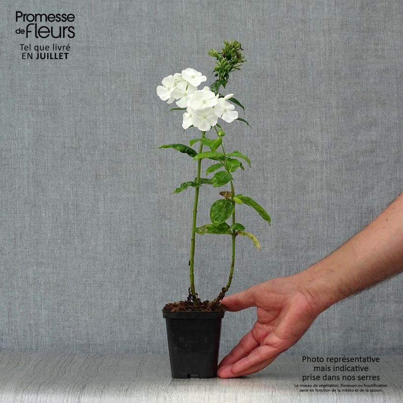 Exemplar von Hohe Flammenblume David - Phlox paniculata Kleine Töpfe von 8/9 cm wie im Sommer geliefert