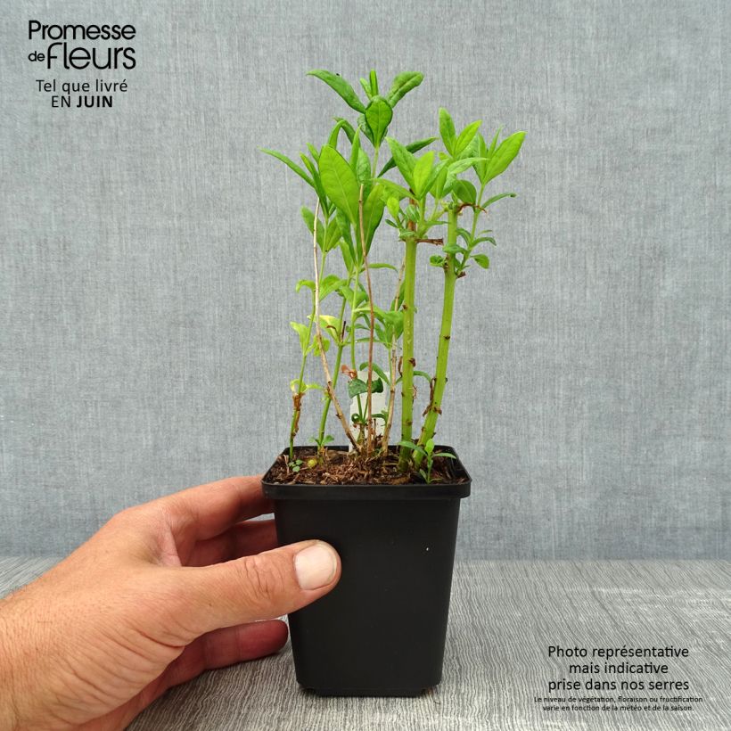 Exemplar von Hohe Flammenblume Fujiyama - Phlox paniculata Kleine Töpfe von 8/9 cm wie im Sommer geliefert