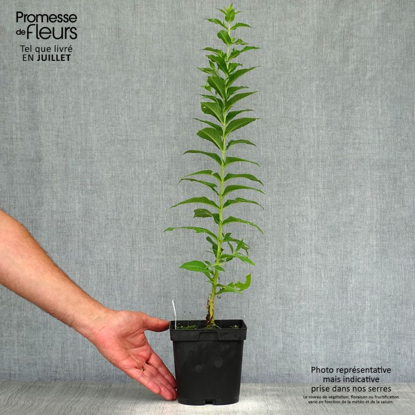 Exemplar von Hohe Flammenblume Fujiyama - Phlox paniculata Topf mit 2L/3L wie im Sommer geliefert
