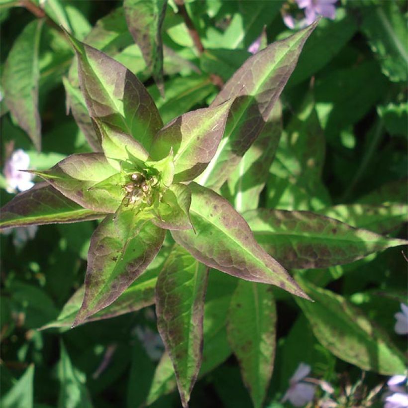 Hohe Flammenblume Lichtspel - Phlox paniculata (Laub)
