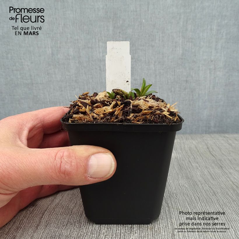Exemplar von Hohe Flammenblume Lilac Times - Phlox paniculata Kleine Töpfe von 8/9 cm wie im Winter geliefert