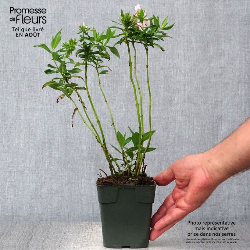 Exemplar von Hohe Flammenblume Peppermint Twist - Phlox paniculata Kleine Töpfe von 8/9 cm wie im Sommer geliefert