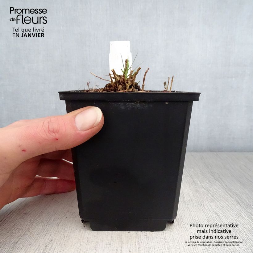 Exemplar von Hohe Flammenblume Sherbet Cocktail - Phlox paniculata Topf 10 cm/11cm wie im Winter geliefert