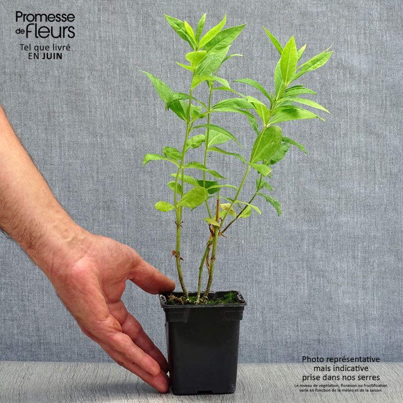 Exemplar von Hohe Flammenblume Windsor - Phlox paniculata Kleine Töpfe von 7/8 cm wie im Sommer geliefert