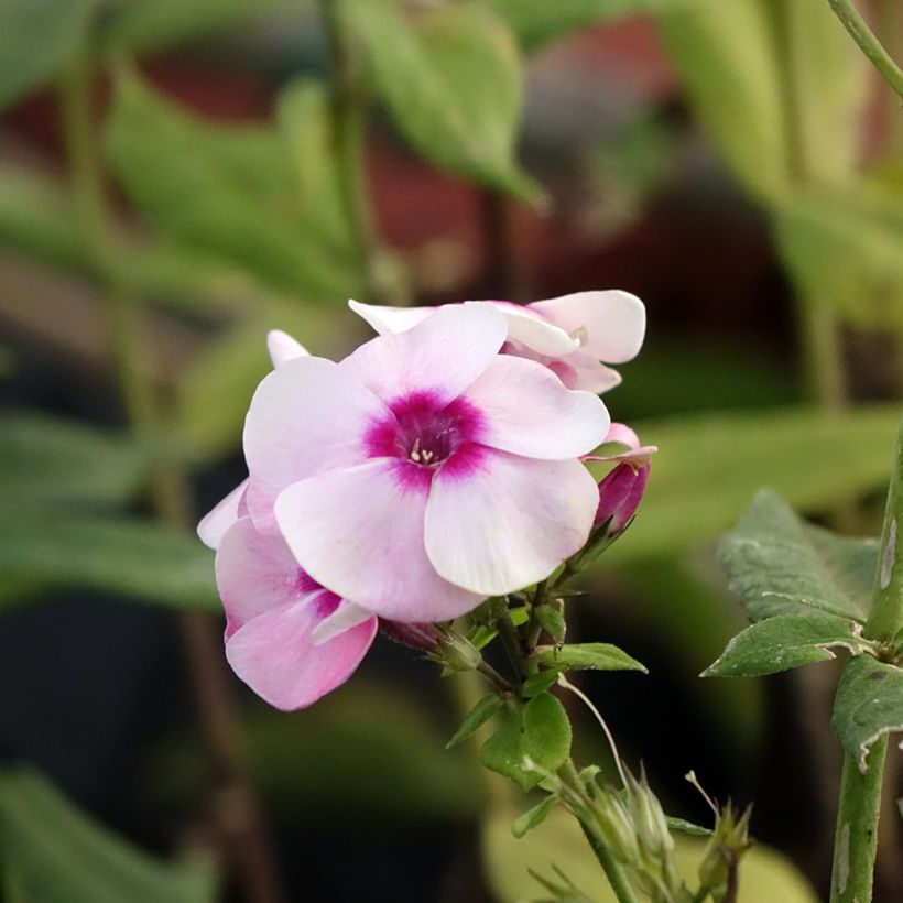 Hohe Flammenblume Younique Bicolor - Phlox paniculata (Blüte)