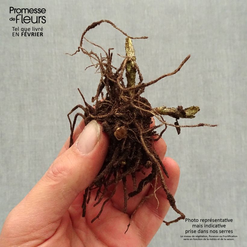 Exemplar von Hohe Flammenblume Younique Bicolor - Phlox paniculata Wurzelnackt wie im Winter geliefert