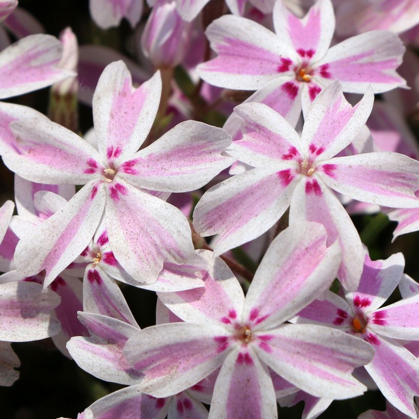 Pfriemenförmiger Phlox Drumm - Phlox subulata (Blüte)