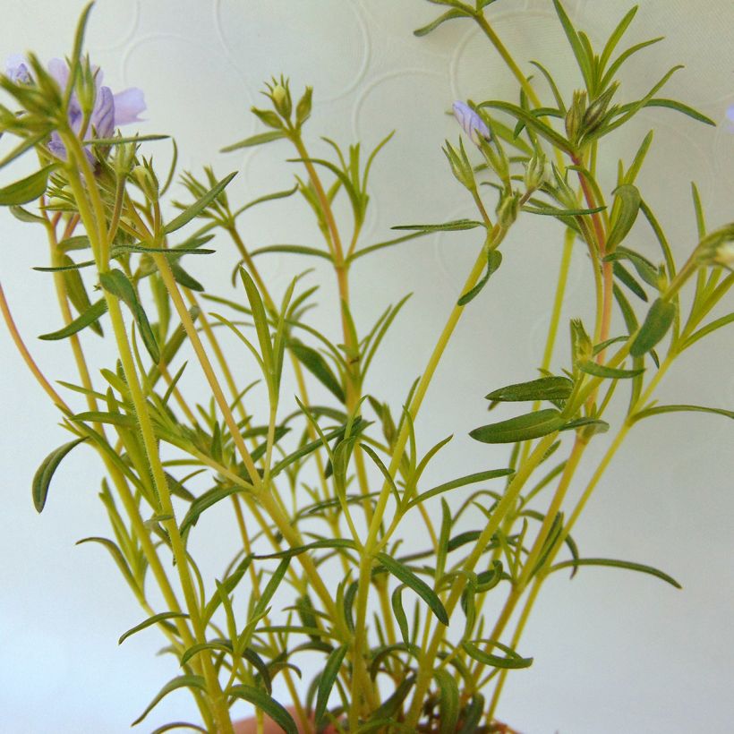Pfriemenförmiger Phlox Cushion Blue - Phlox subulata (Laub)
