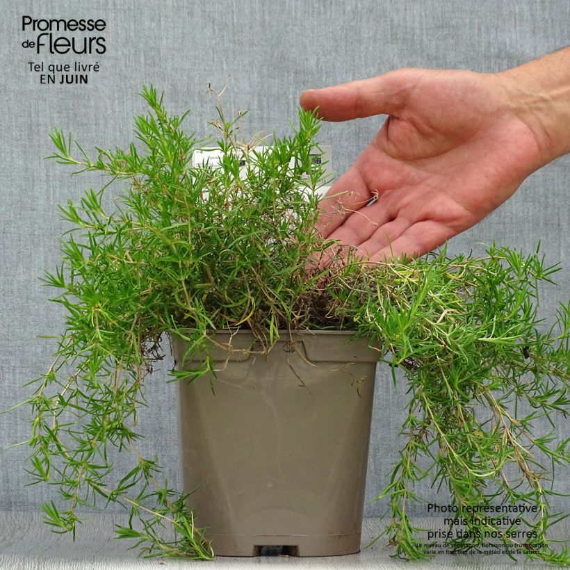 Exemplar von Pfriemenförmiger Phlox Cushion Blue - Phlox subulata Topf mit 2L/3L wie im Sommer geliefert