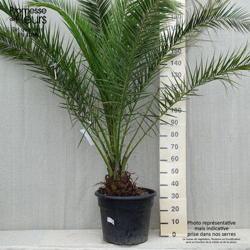 Exemplar von Phoenix canariensis - Kanarische Dattelpalme Topf mit 30L/35L wie im Sommer geliefert