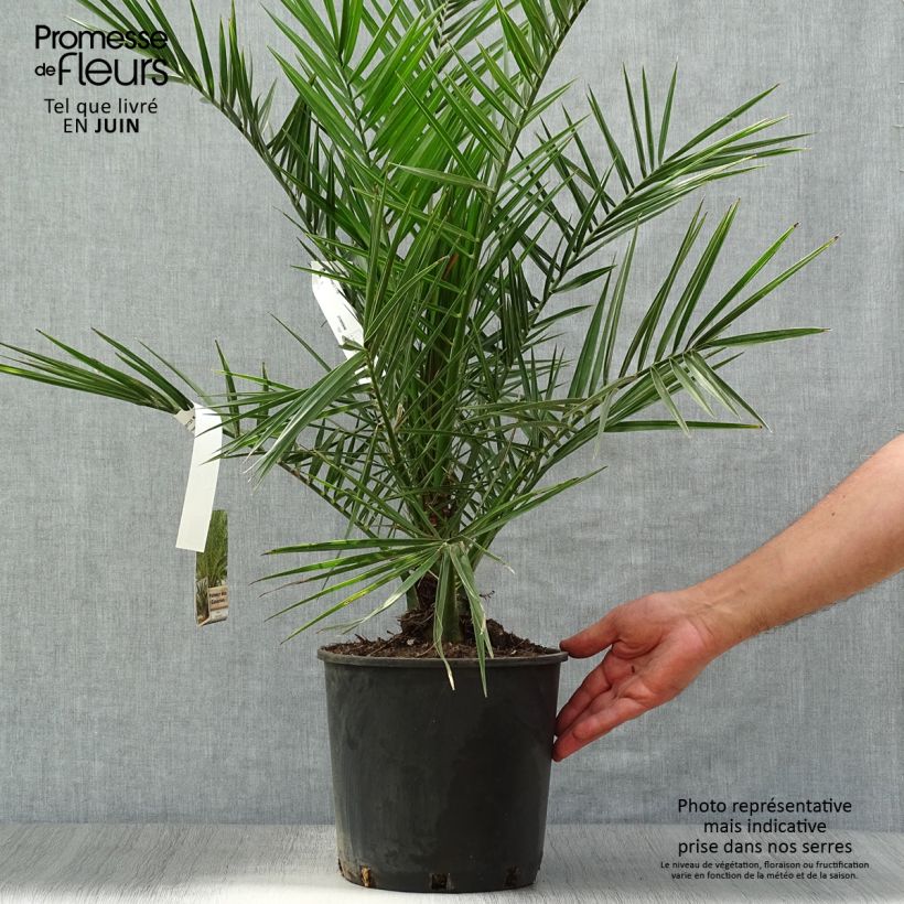 Exemplar von Phoenix canariensis - Kanarische Dattelpalme Topf mit 6L/7L wie im Sommer geliefert