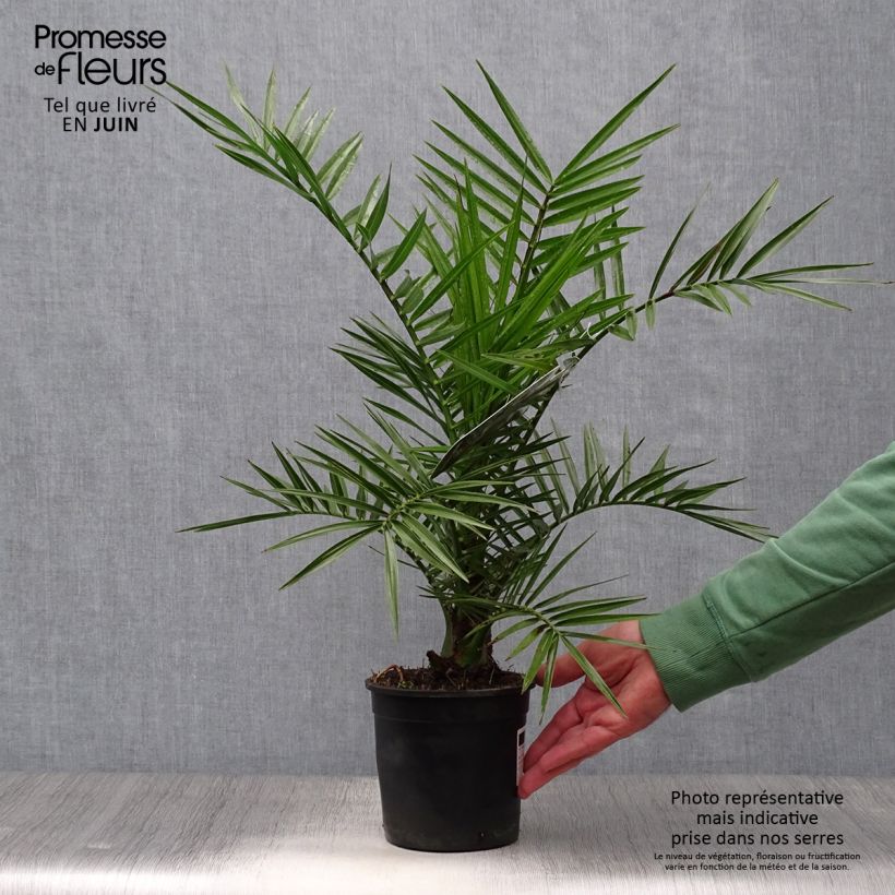 Exemplar von Phoenix canariensis - Kanarische Dattelpalme Topf mit 1L/1,5L wie im Sommer geliefert