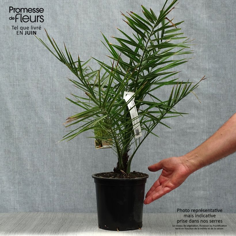 Exemplar von Phoenix canariensis - Kanarische Dattelpalme Topf mit 2L/3L wie im Sommer geliefert