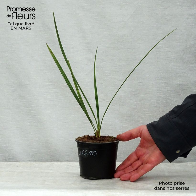 Exemplar von Phoenix dactylifera - Echte Dattelpalme Topf 12 cm / 13 cm wie im Frühjahr geliefert