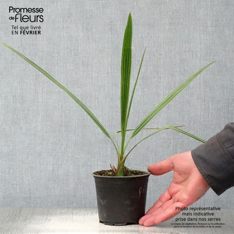 Exemplar von Phoenix dactylifera - Echte Dattelpalme Topf 12 cm / 13 cm wie im Winter geliefert