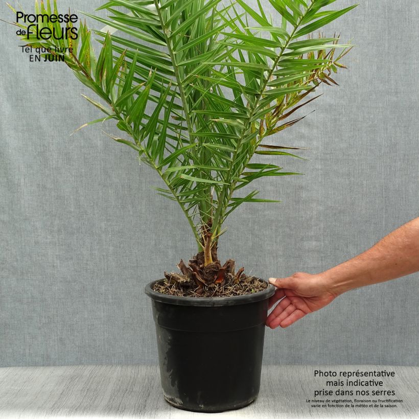 Exemplar von Phoenix dactylifera - Echte Dattelpalme Topf mit 7,5L/10L wie im Sommer geliefert