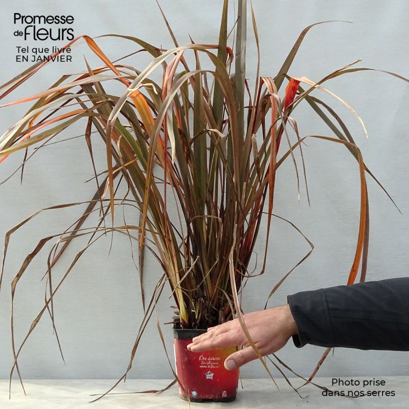 Exemplar von Phormium tenax Jack Spratt Topf mit 2L/3L wie im Winter geliefert