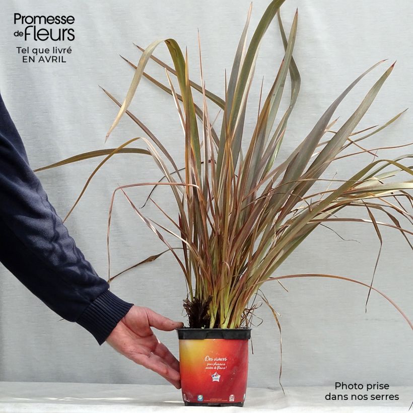 Exemplar von Phormium tenax Jack Spratt Topf mit 2L/3LGelieferte Höhe ca. 30/40cm wie im Frühjahr geliefert