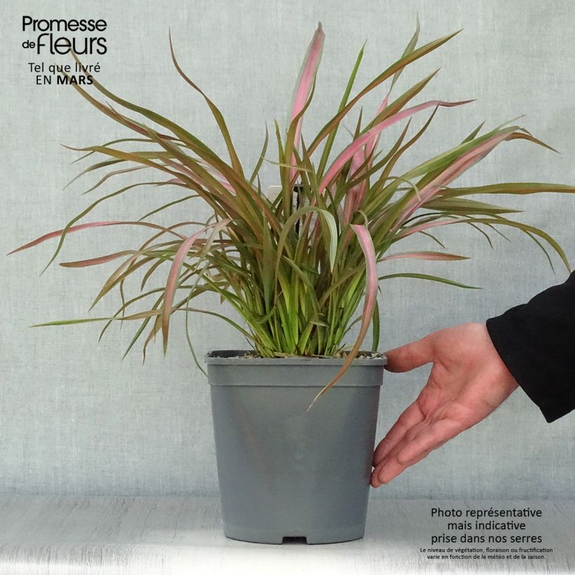 Exemplar von Phormium tenax Jester Topf mit 3L/4LGelieferte Höhe ca. 30/40cm wie im Frühjahr geliefert