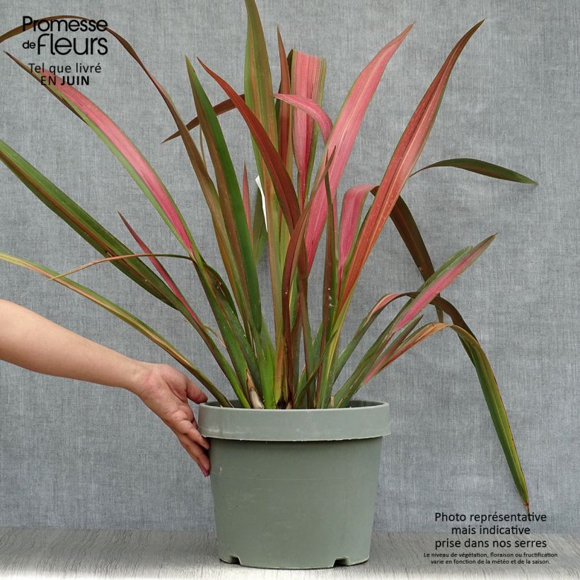 Exemplar von Phormium tenax Jester Topf mit 7,5L/10L wie im Sommer geliefert